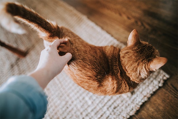 Orange cat, 5 Facts About Ginger Cats & Their Personalities