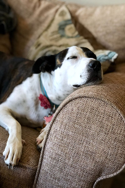 newly adopted dog resting on couch