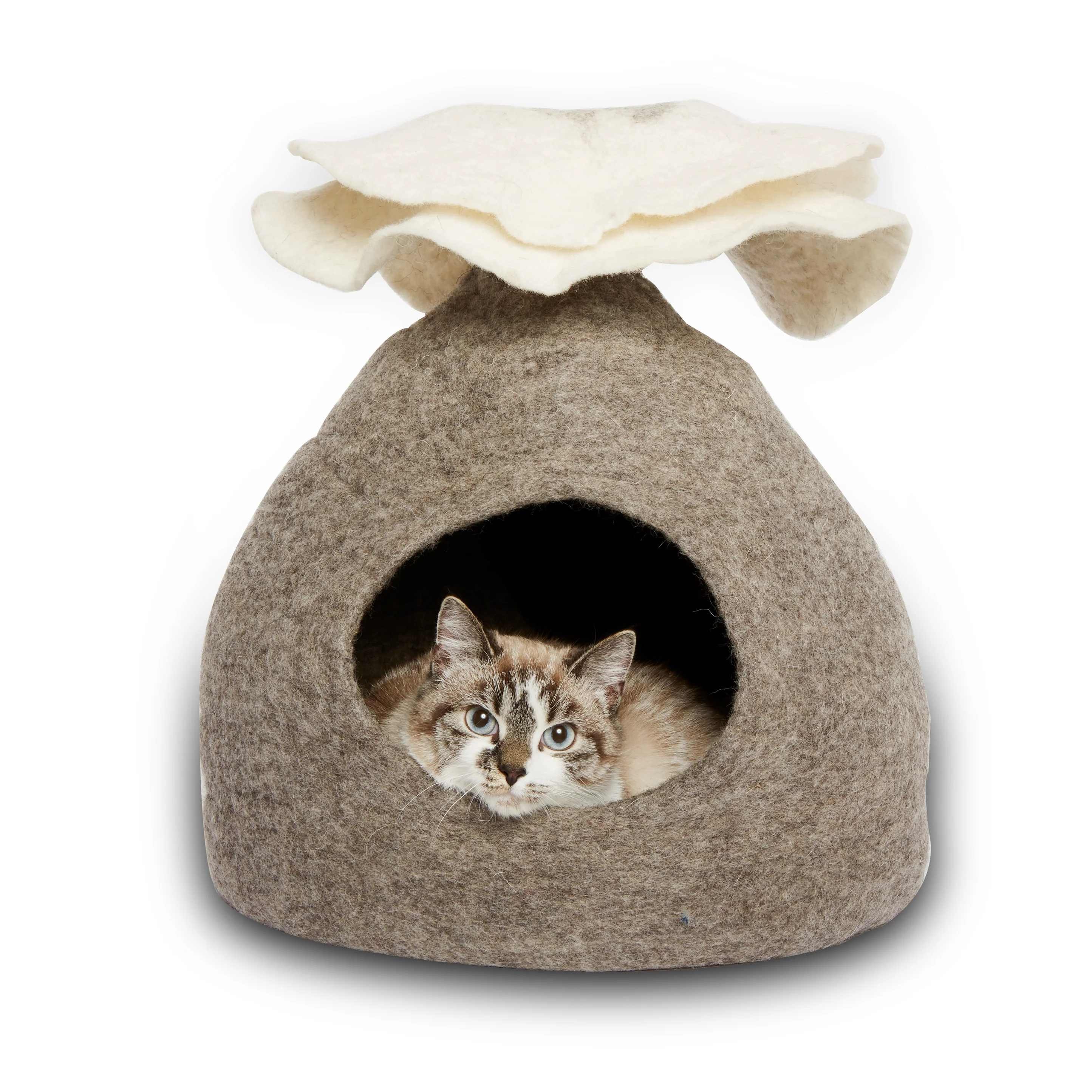 Dharma Cat Cave