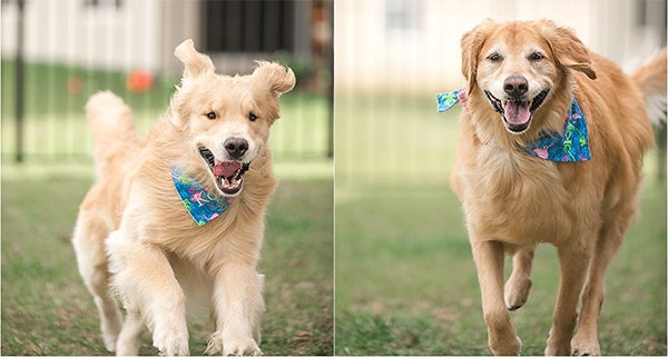 new puppy and dog running after being introduces