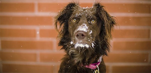 dog with snow on his nose