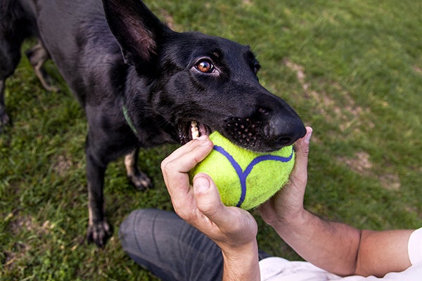 dog playing with action toy