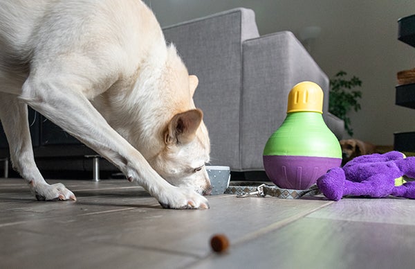 dog playing with puzzle toy