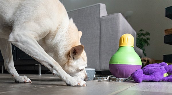 dog playing a puzzle game 