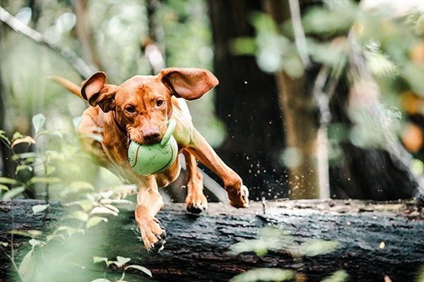 come, Tricks Every Dog Should Know