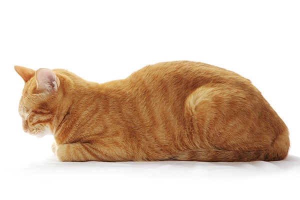 full meatloaf cat, Cat Sleeping Positions