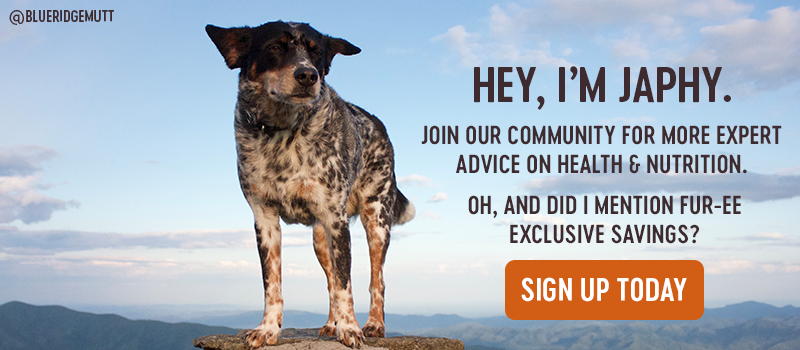 join our community, 4 Protein Options for Dog Food Without Chicken, healthy dog food, wet dog food, dry dog food, wellness pet food