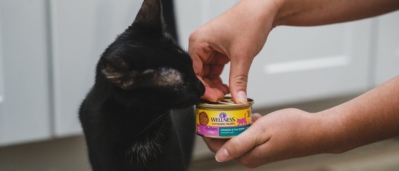 Can wet cat food go bad deals