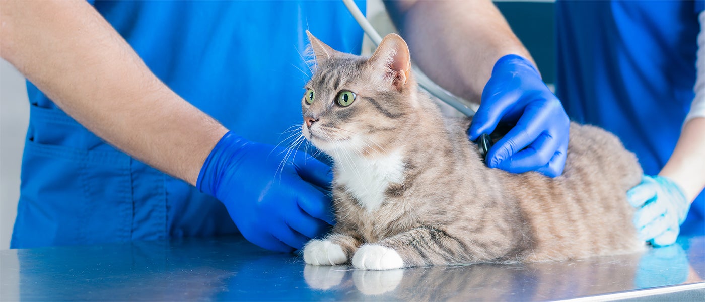 Cat check up cost cheap