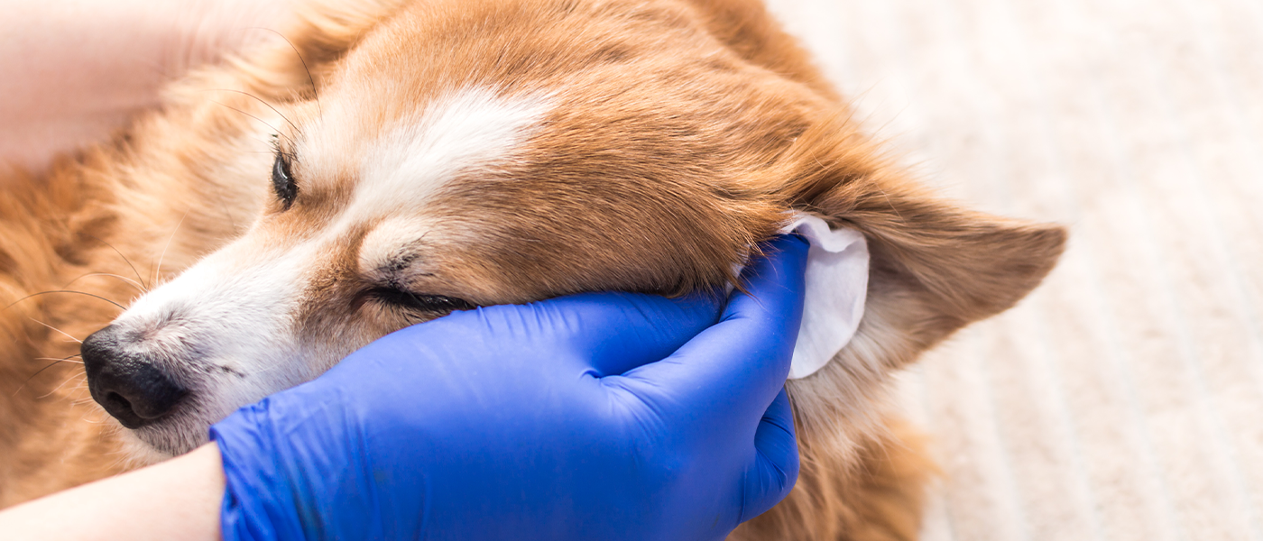 How To Clean Your Dog’s Ears: A Step-by-Step Guide | Wellness Pet Food