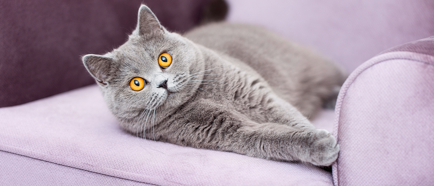 How to Stop Your Cat From Scratching The Couch Wellness Pet Food