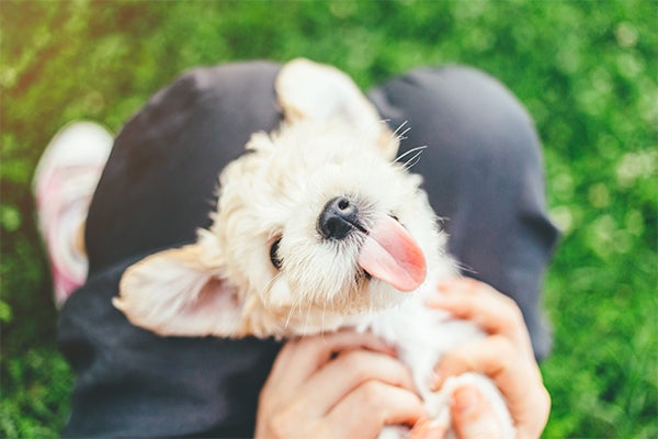 dog with owner