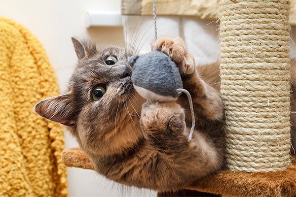 cat scratching post, 10 Things That Will Make Your Cat Happy
