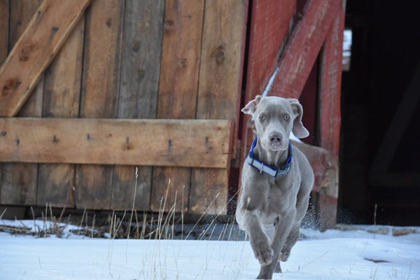 koda running, first time pet owner, core+ for dogs