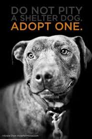 shelter dog, When you adopt a Senior dog, you get all the benefits of a sweet, doggie companion without any of the headaches of potty training, chewing and mess-making so common to puppydom.