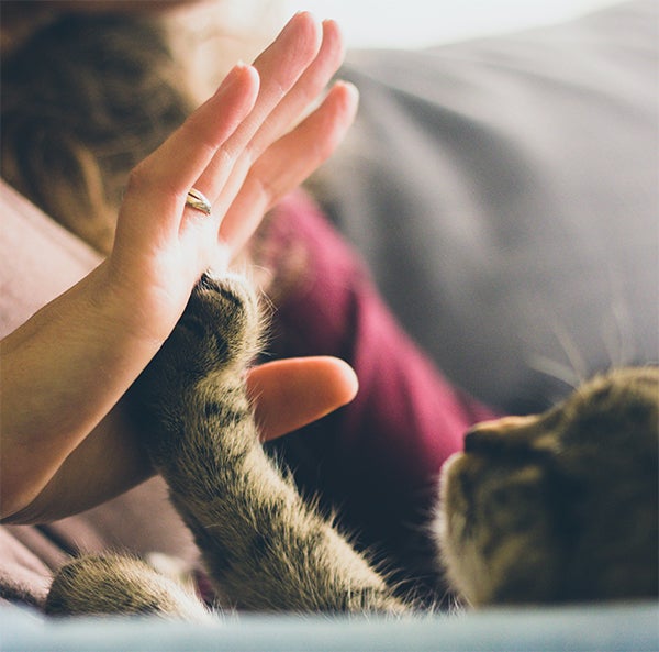 cat giving a high five - Here are some quick fixes to offer your kitty both mental and physical stimulation and, at the same time, boost your quality time together.