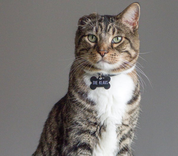 klaus, Caring for a Pet with Special Needs