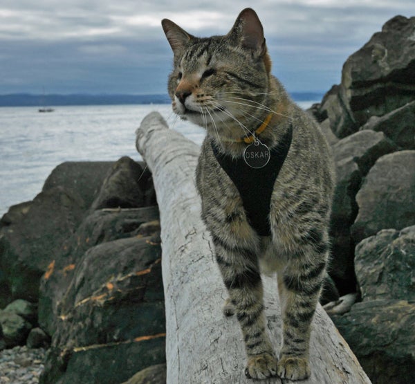 klaus hiking, Caring for a Pet with Special Needs