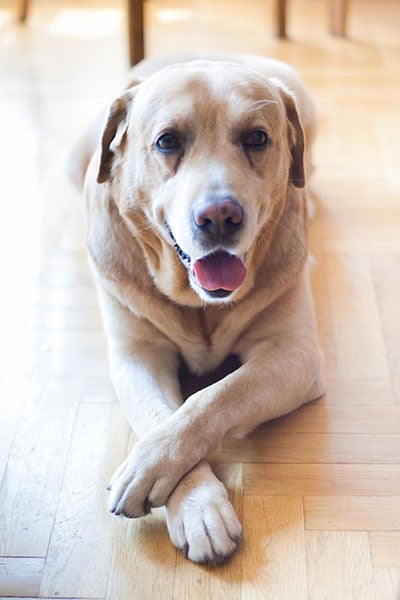 stay, Tricks Every Dog Should Know