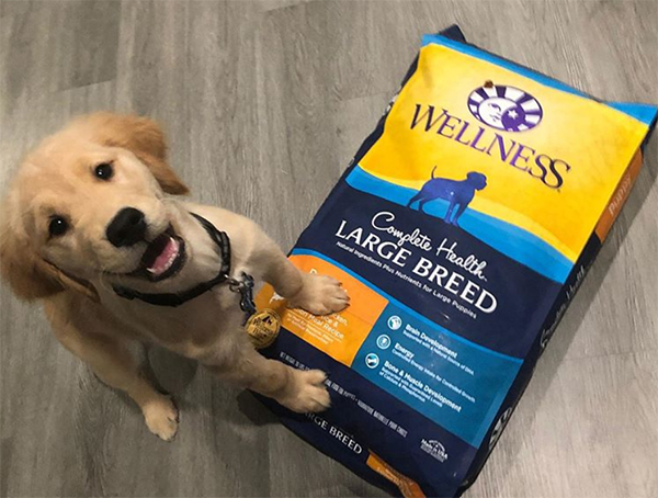 large breed puppy with Wellness Complete Health