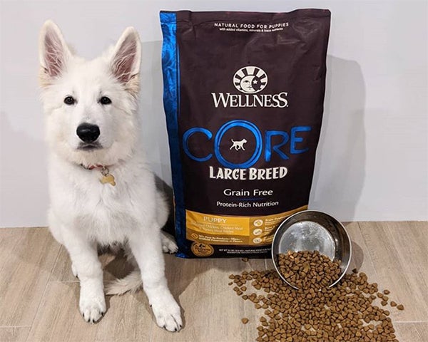 large breed puppy with Wellness CORE dry food