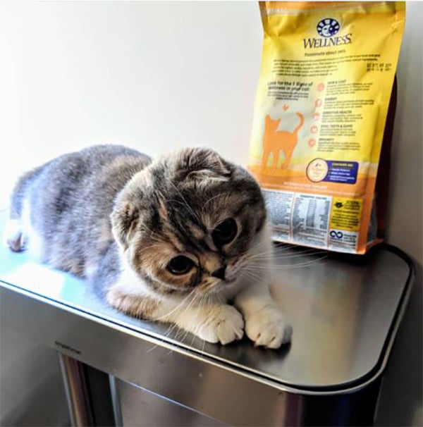 cat sitting, Cats Who Aren’t Taken to the Veterinarian