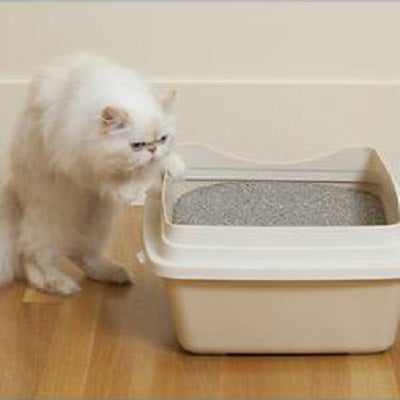 litter box training