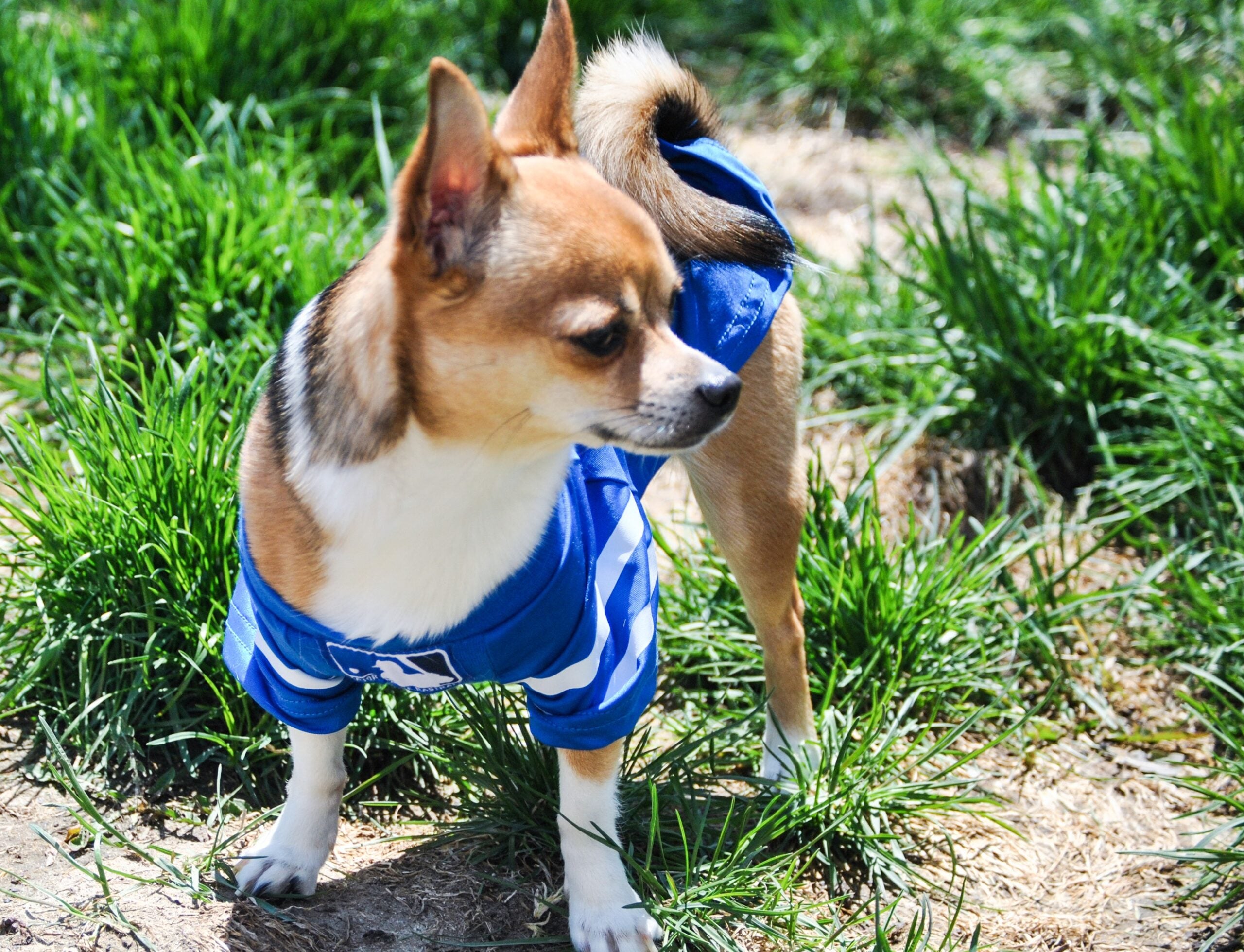 Fun Facts About Chihuahuas