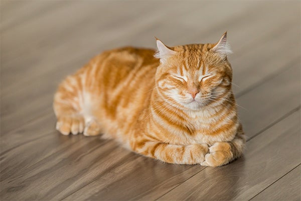 orange cat purring, 10 Signs Of A Healthy Cat To Look For