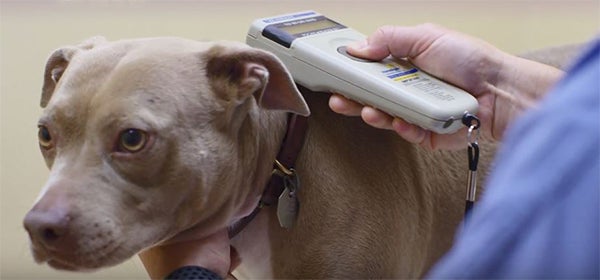 microchipping dog