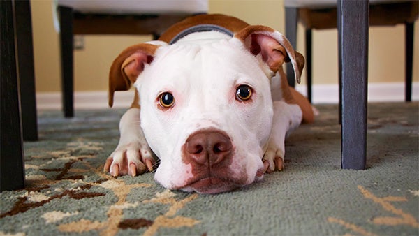 How long do pit bulls live sales in human years