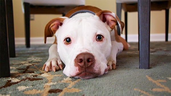 About Pit Bulls: Health Information