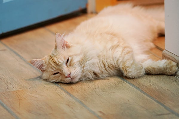one eye open cat, Cat Sleeping Positions