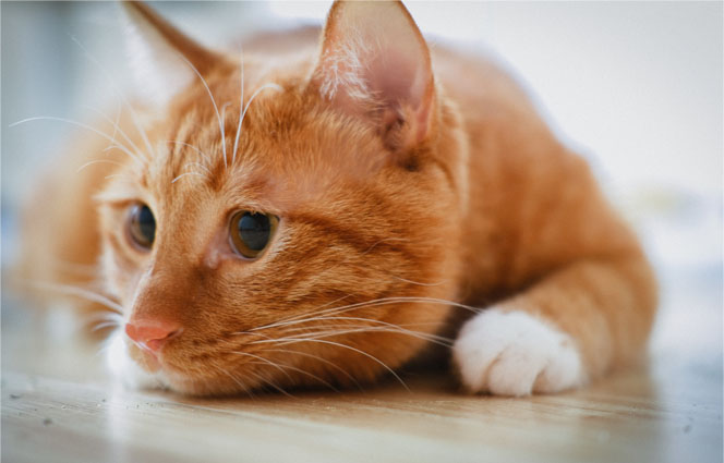 adopt a cat - orange