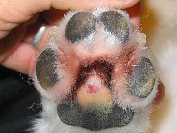 sore paw cold exposure, Dog at Risk of Frostbite