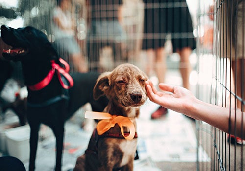 hand reaching into cage to pet dog they're looking to adopt