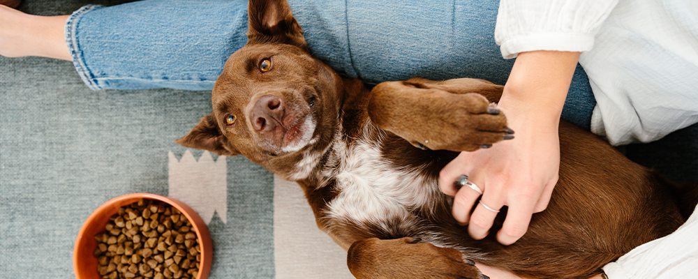 healthy pet digestive system - The Importance of Gut Health for Dogs and Cats