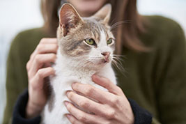 Adopt A Shelter Pet: Cat