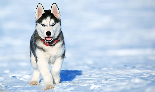 husky in snow, Dog at Risk of Frostbite