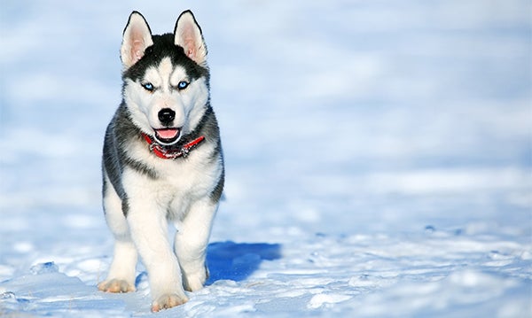 husky in snow