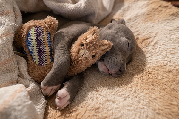 pitbull puppy with cuddle toy