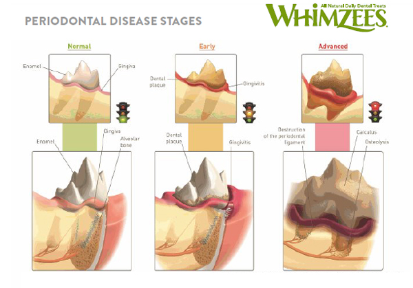 progression of dog periodontal disease
