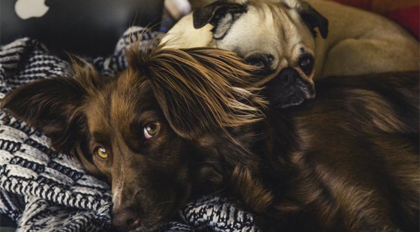 dogs snuggling together