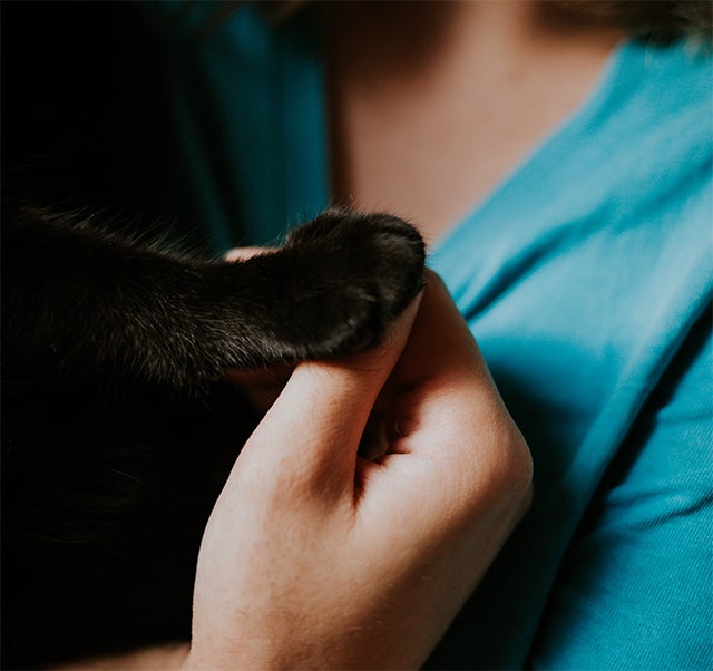 cat paws, National Cat Day