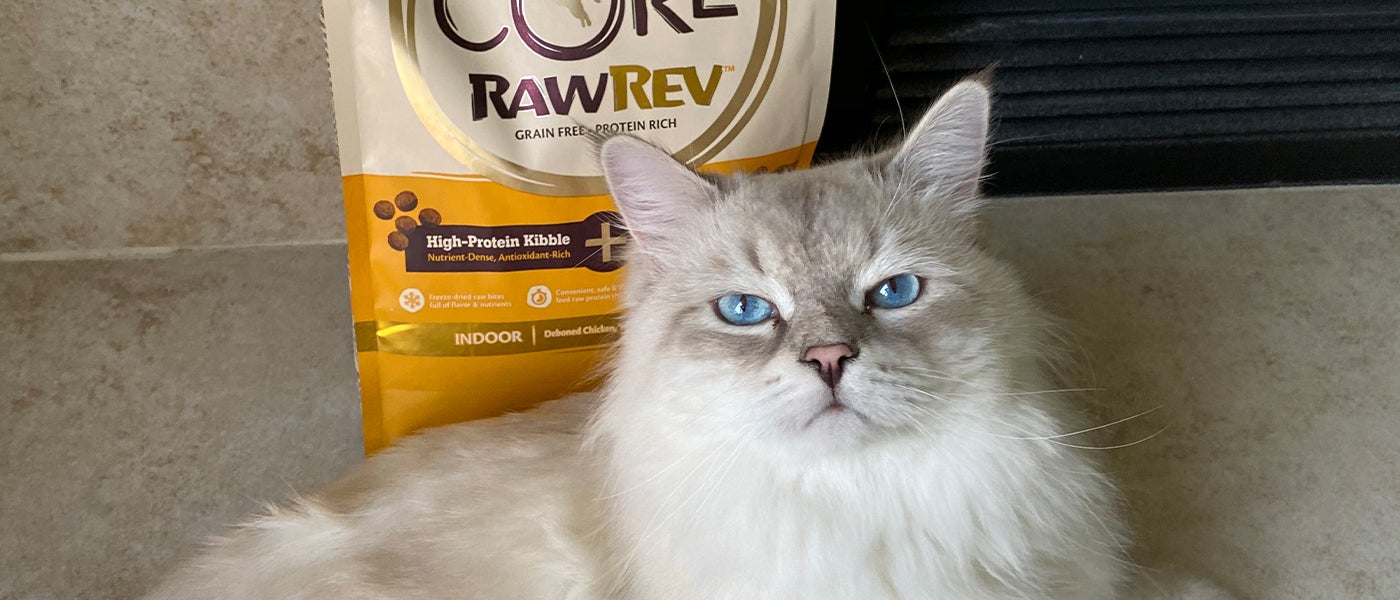 Raw Diet for Cats How to Feed Your Cat More Protein Wellness