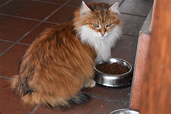 Ticked orange tabby cat