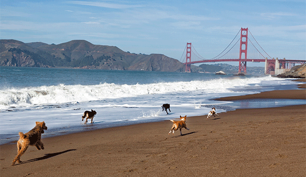 dogs running on beach in San Francisco near Golden Gate Bridge, Best Spring Break Destinations for Dog Lovers