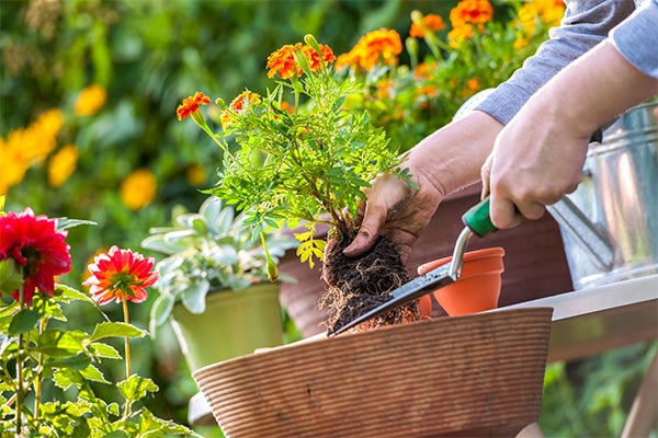 planting flowers