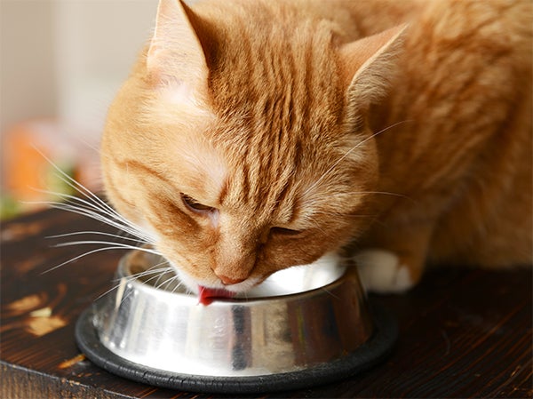 orange cat, 5 Facts About Ginger Cats & Their Personalities