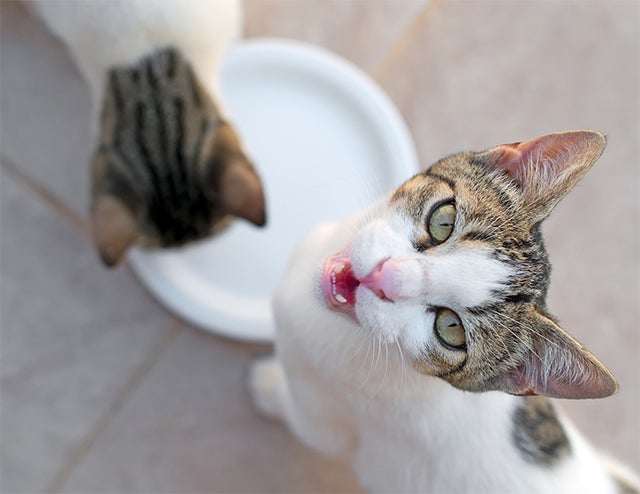 cat meowing, National Cat Day